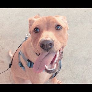 Meet your Posher, Aj